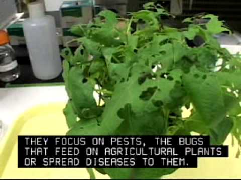 What Do Soil and plant Scientist Do